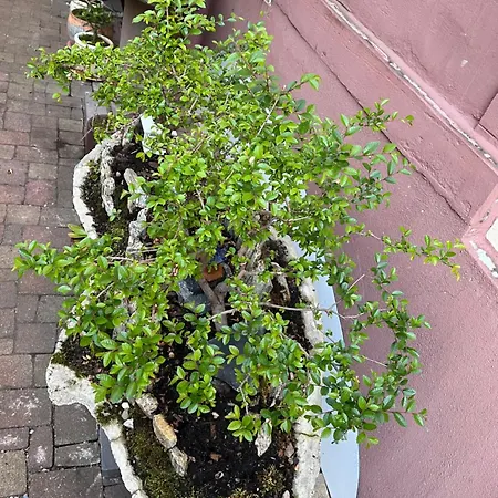 Trang ラシュタット