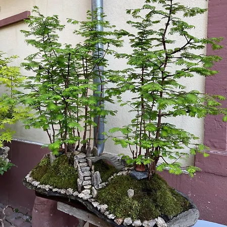 Trang 3* Rastatt
